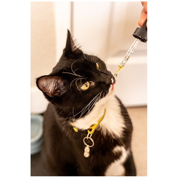 CBD Cat drop- The Plug Distribution