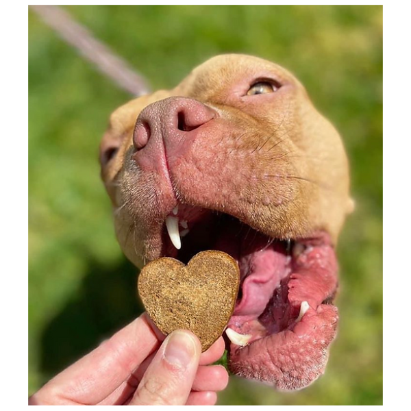 CBD Dog Treats - Heart Biscuits